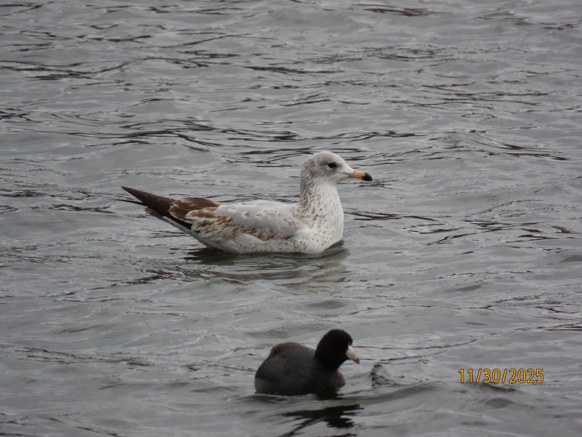 クロワカモメ - ML646136974