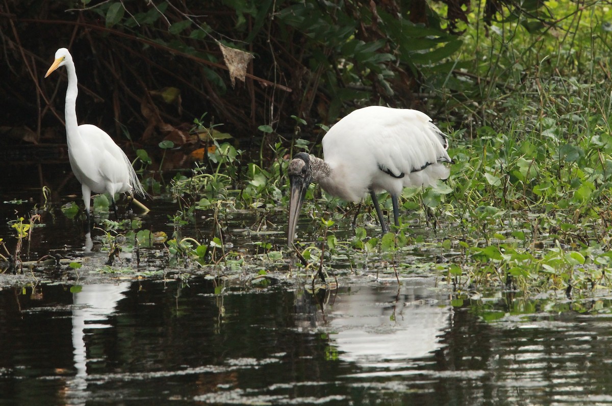 Western Cattle-Egret - ML646136978