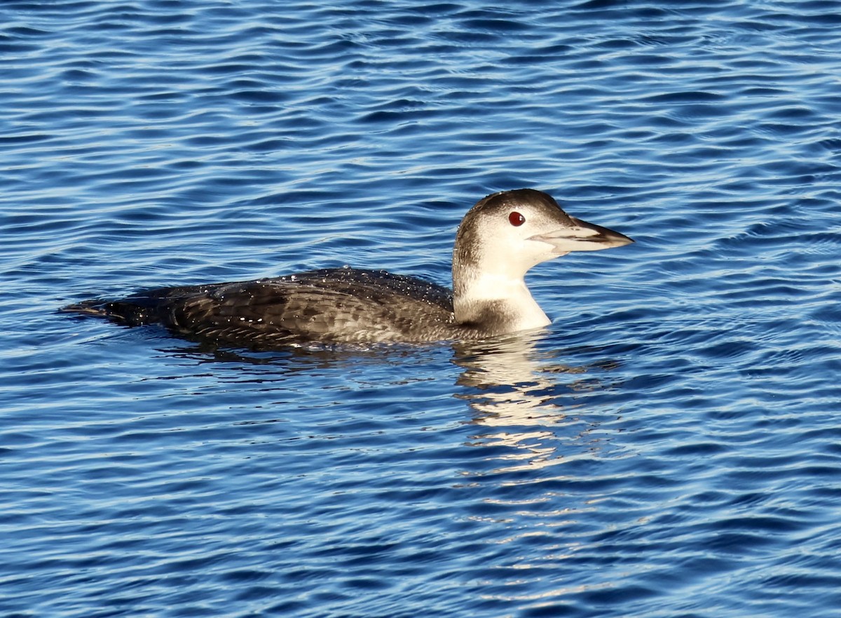 Common Loon - ML646136996