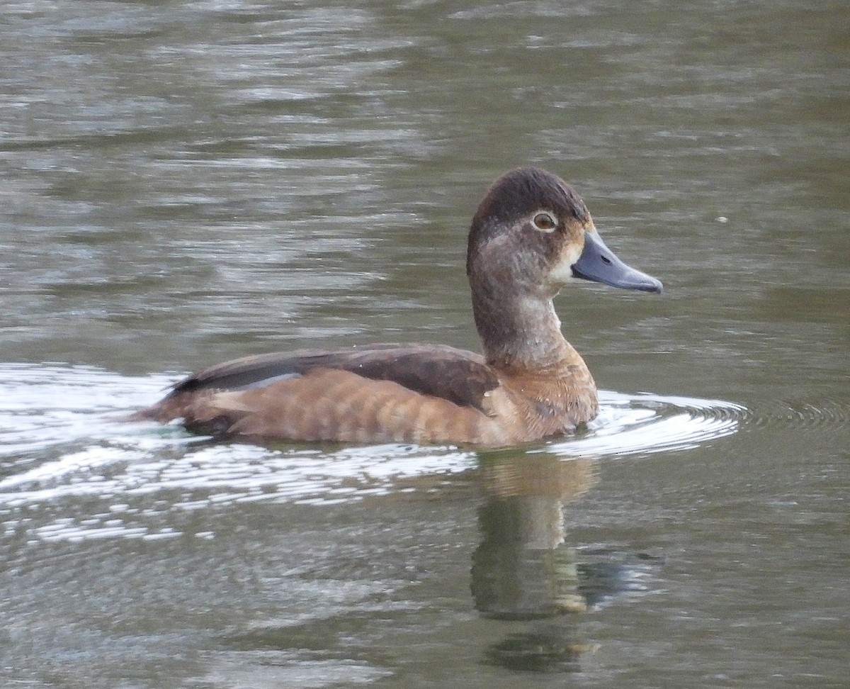 Ring-necked Duck - ML646137004