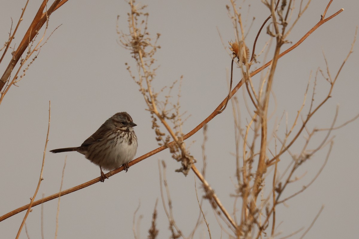 Song Sparrow - ML646137009