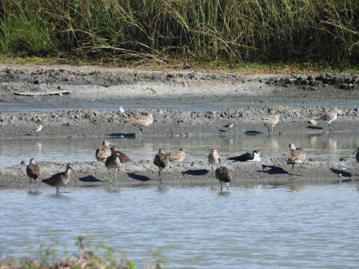 Hudsonian Whimbrel - ML646137011