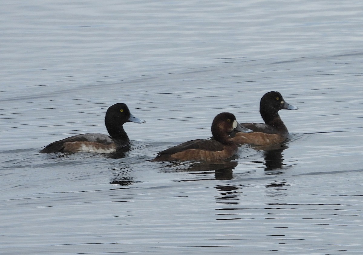 Тэнгисийн шумбуур - ML646137015