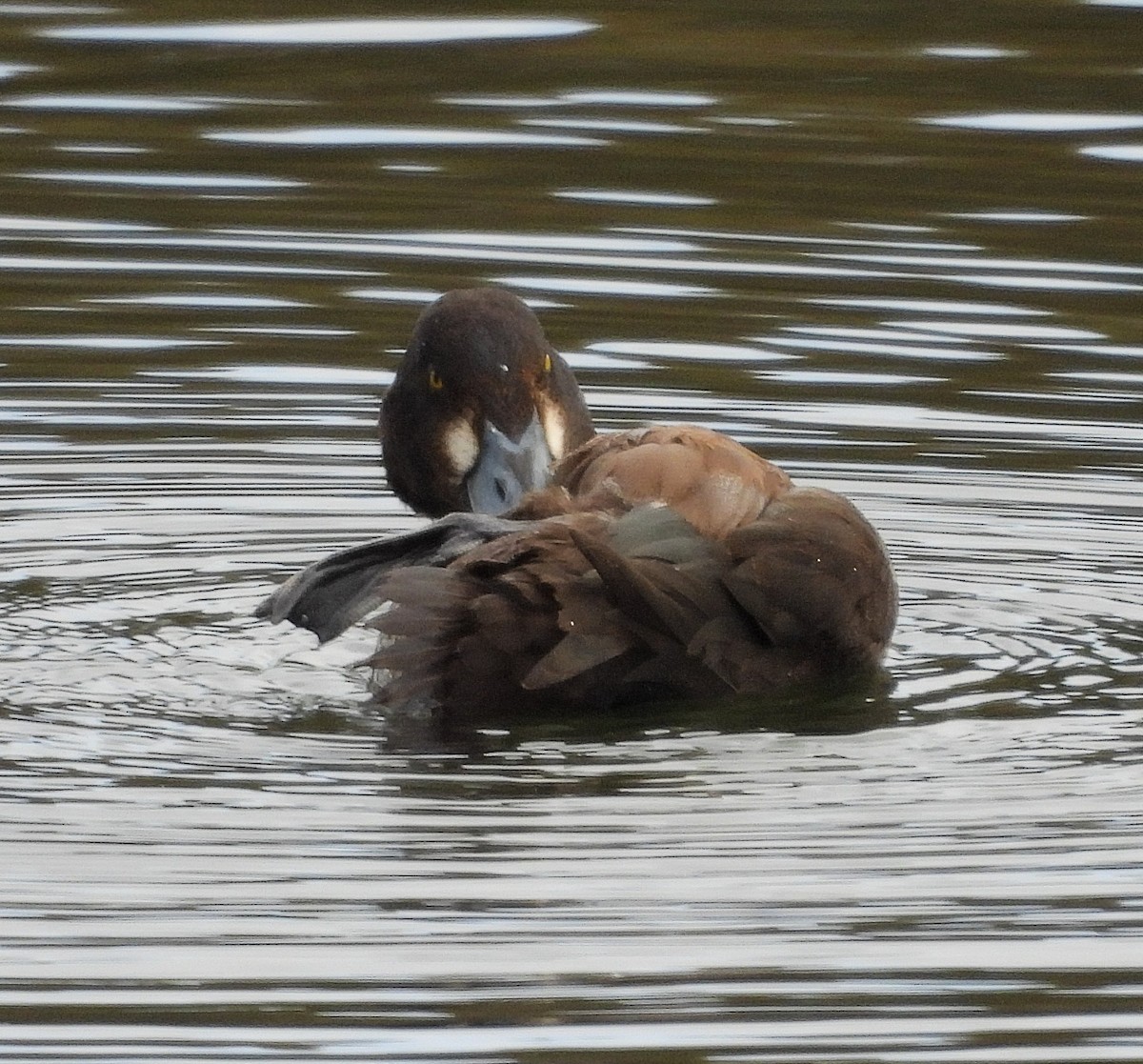 Тэнгисийн шумбуур - ML646137016