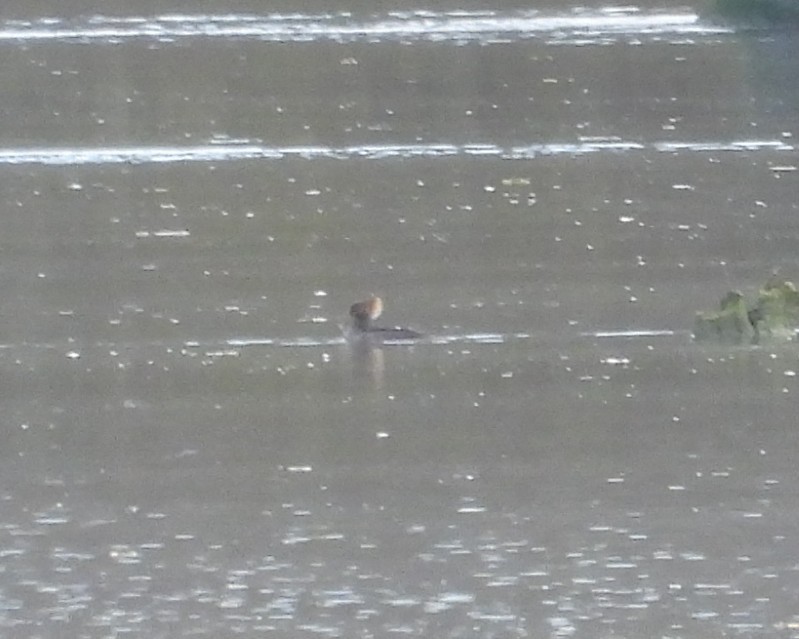 Hooded Merganser - ML646137032