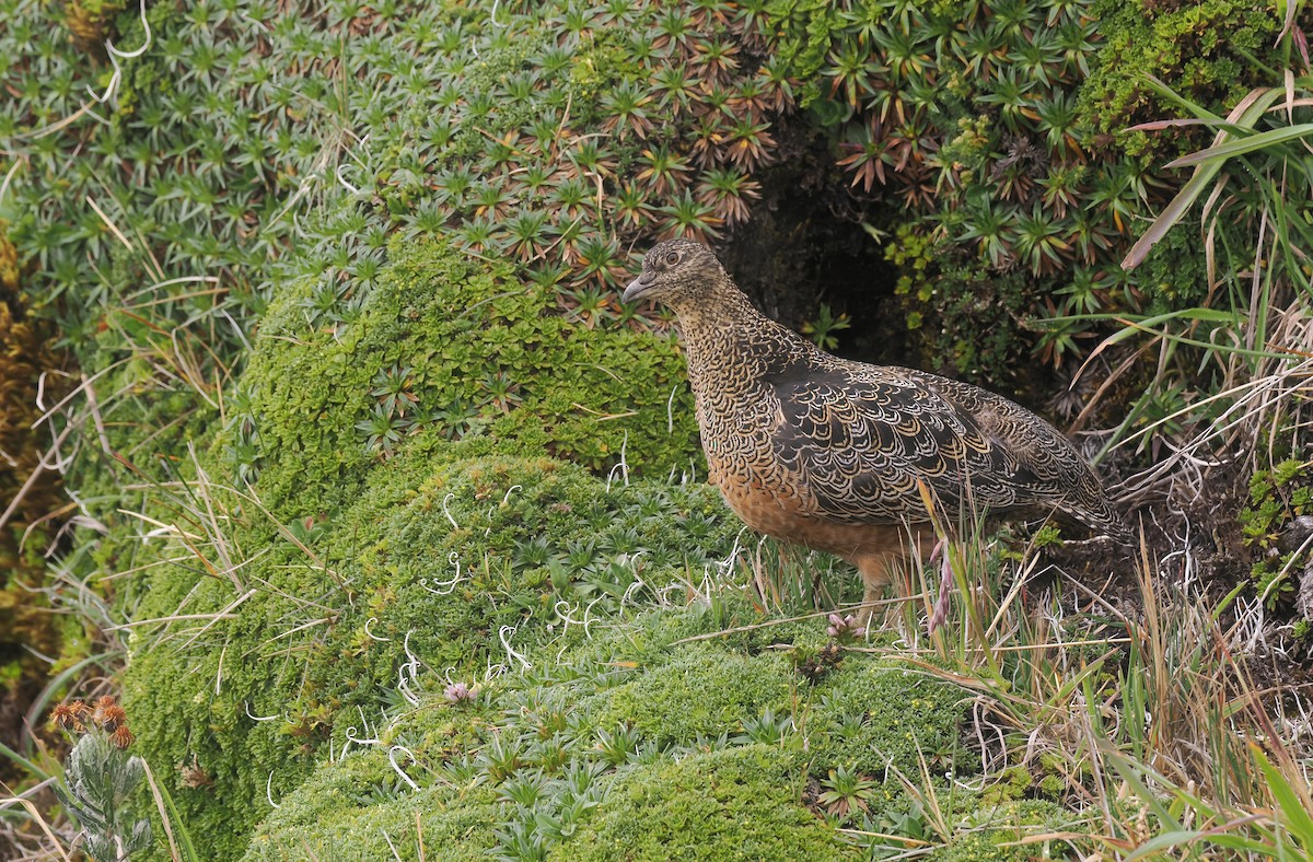 Rufous-bellied Seedsnipe - ML646137037