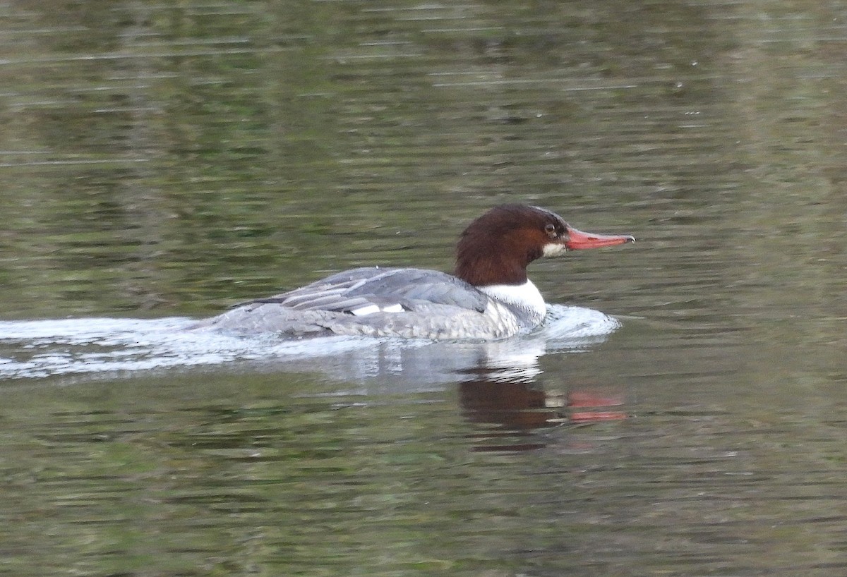 Хумхин бохио - ML646137045