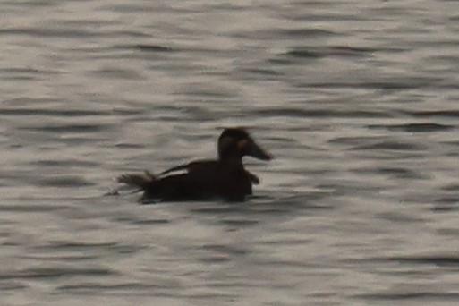 White-winged Scoter - ML646137050