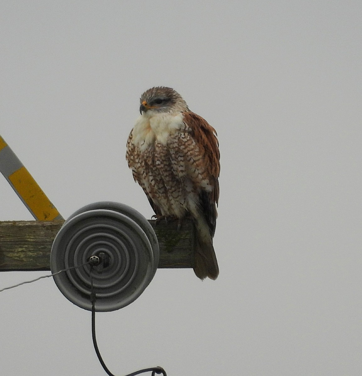 Ferruginous Hawk - ML646137059