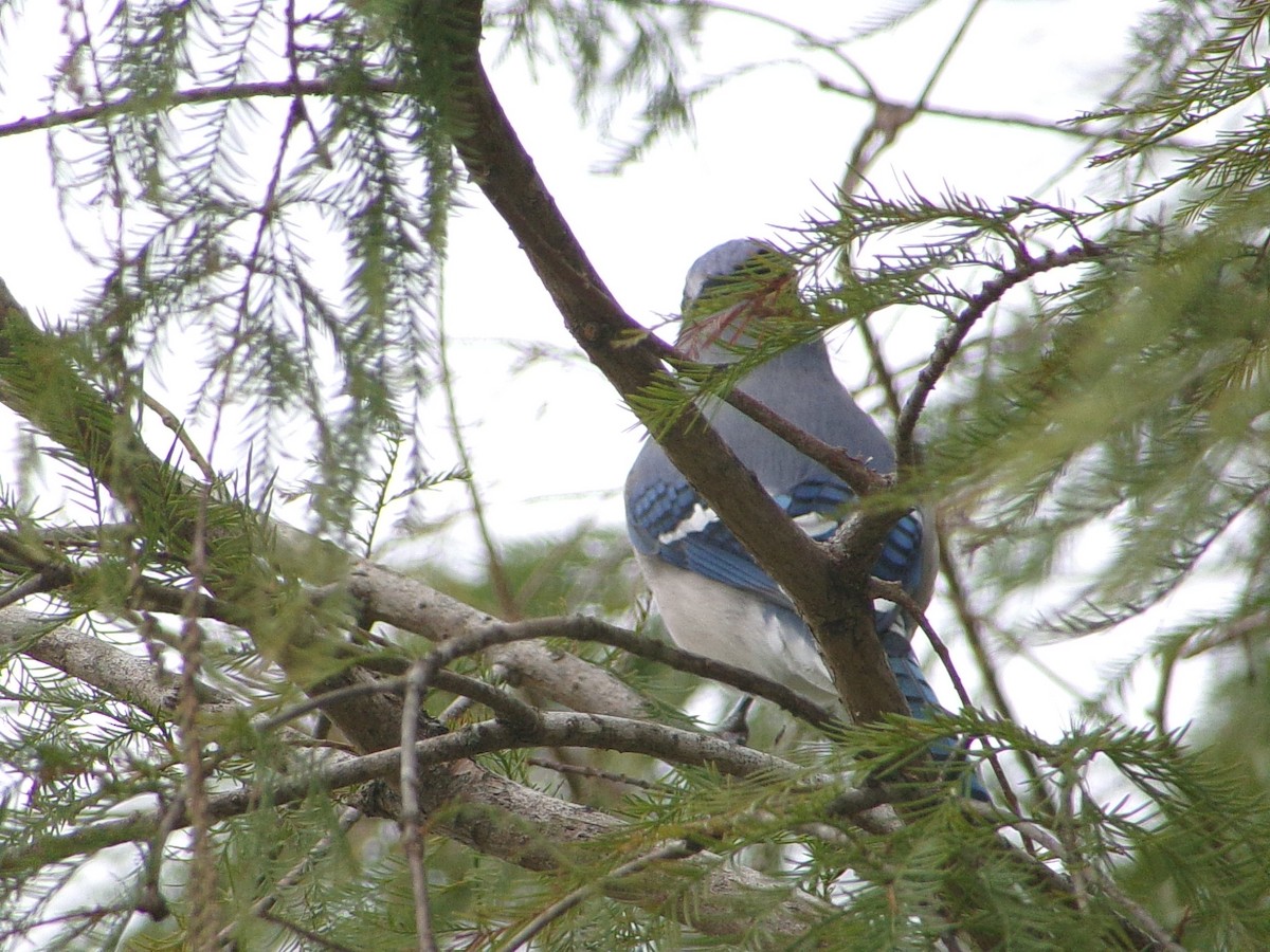 Blue Jay - ML646137060