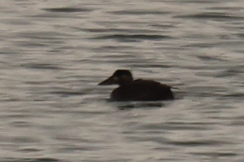 White-winged Scoter - ML646137062