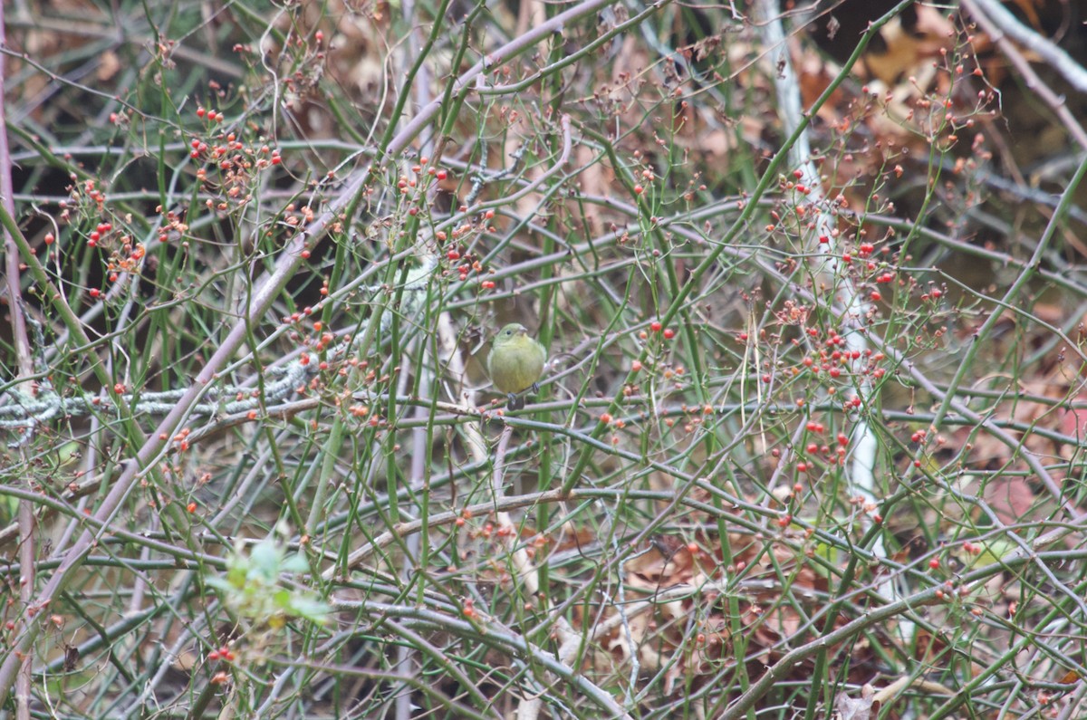 Painted Bunting - ML646137063