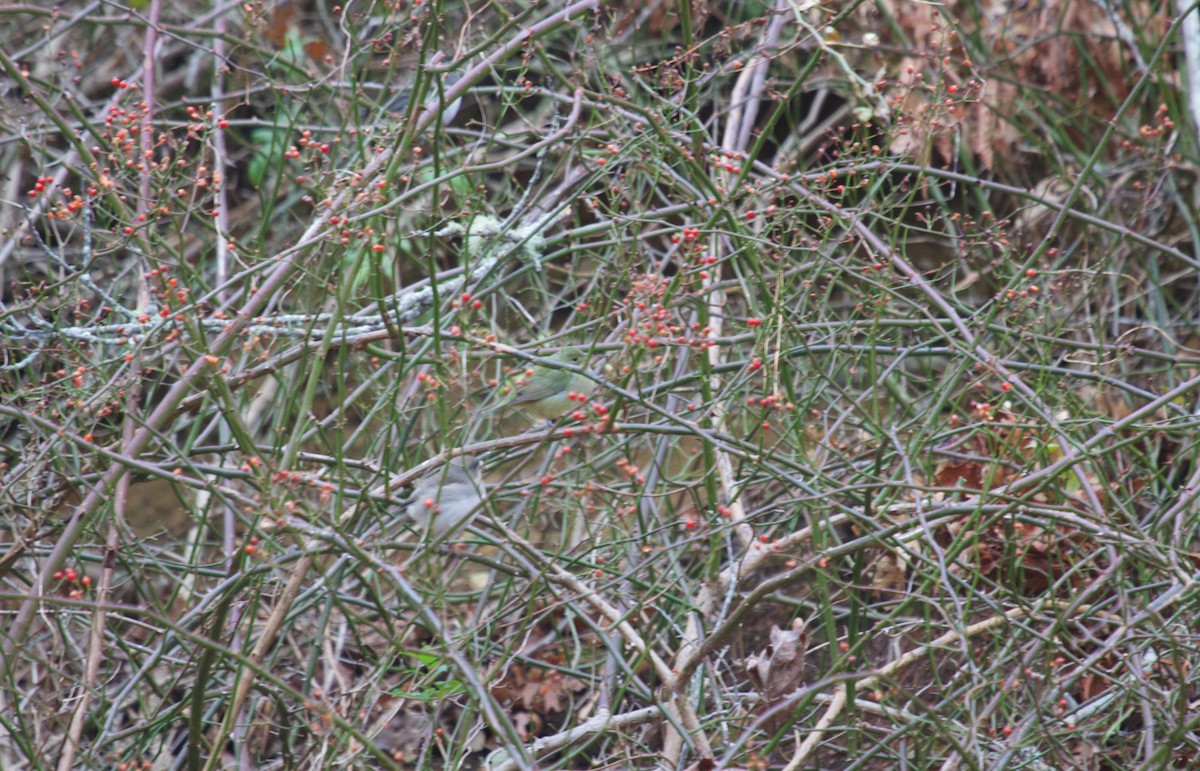 Painted Bunting - ML646137064