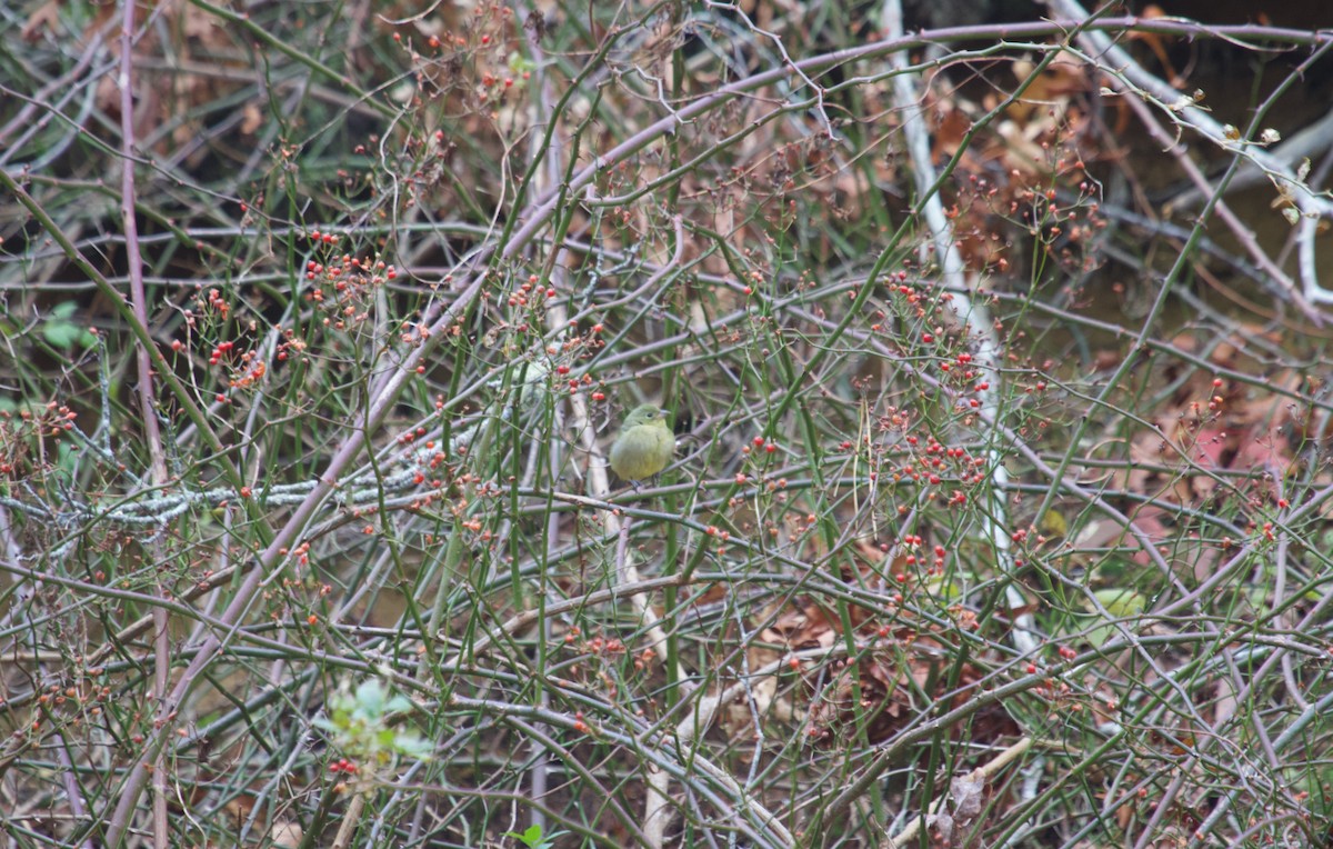 Painted Bunting - ML646137065