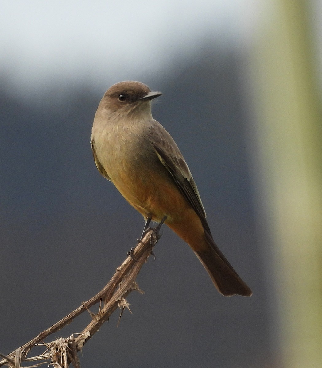 Say's Phoebe - ML646137069