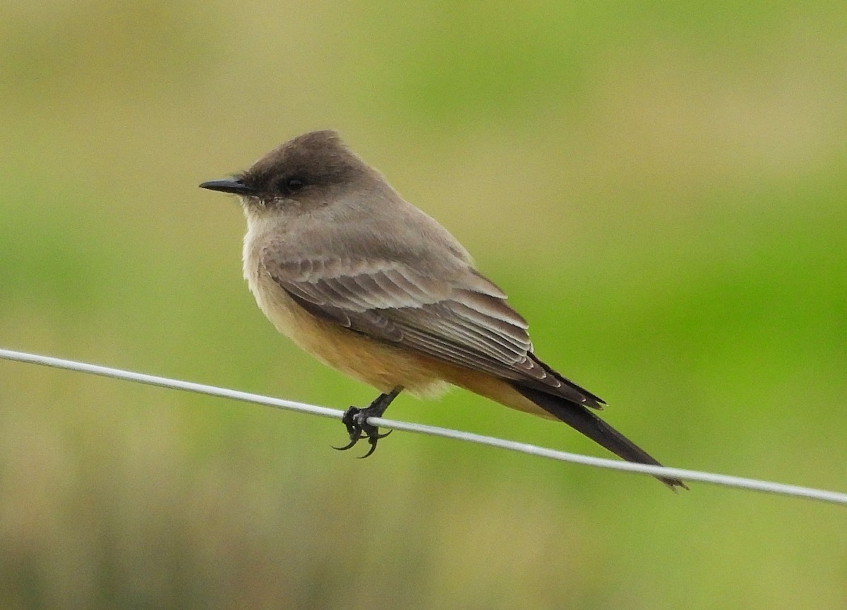 Say's Phoebe - ML646137070