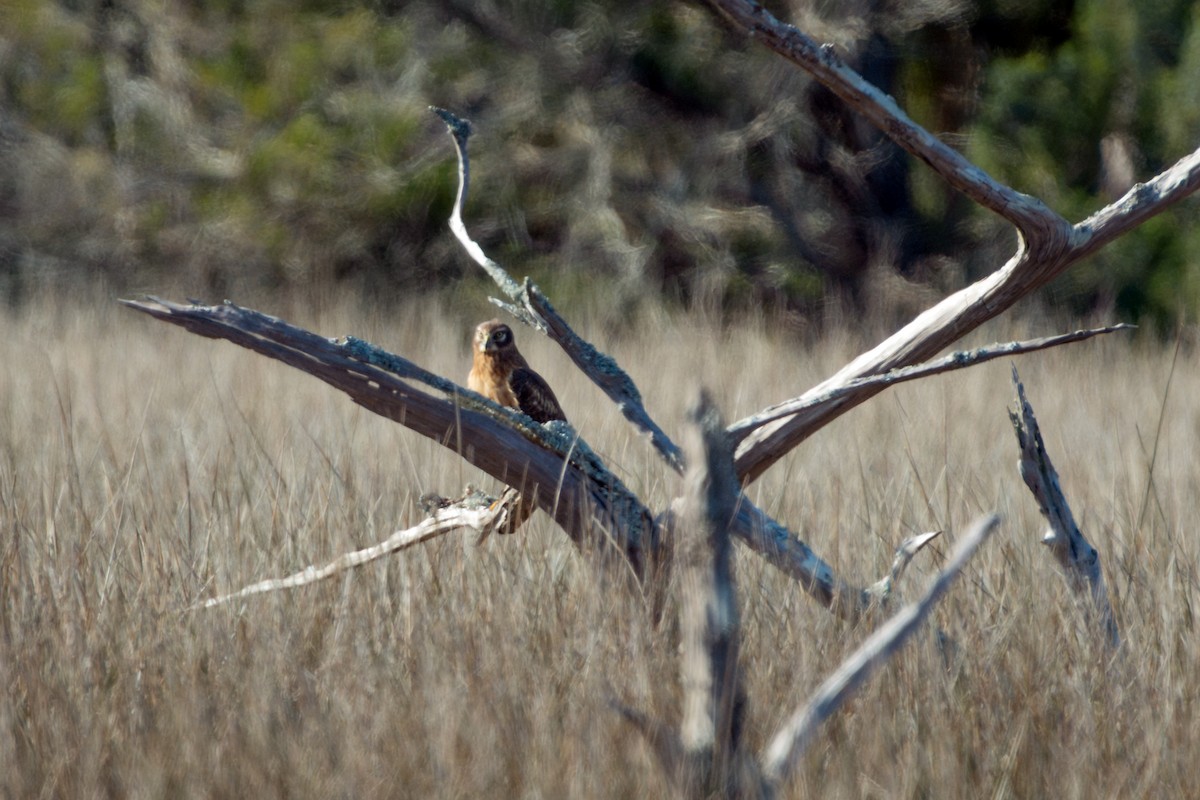 Northern Harrier - ML646137072