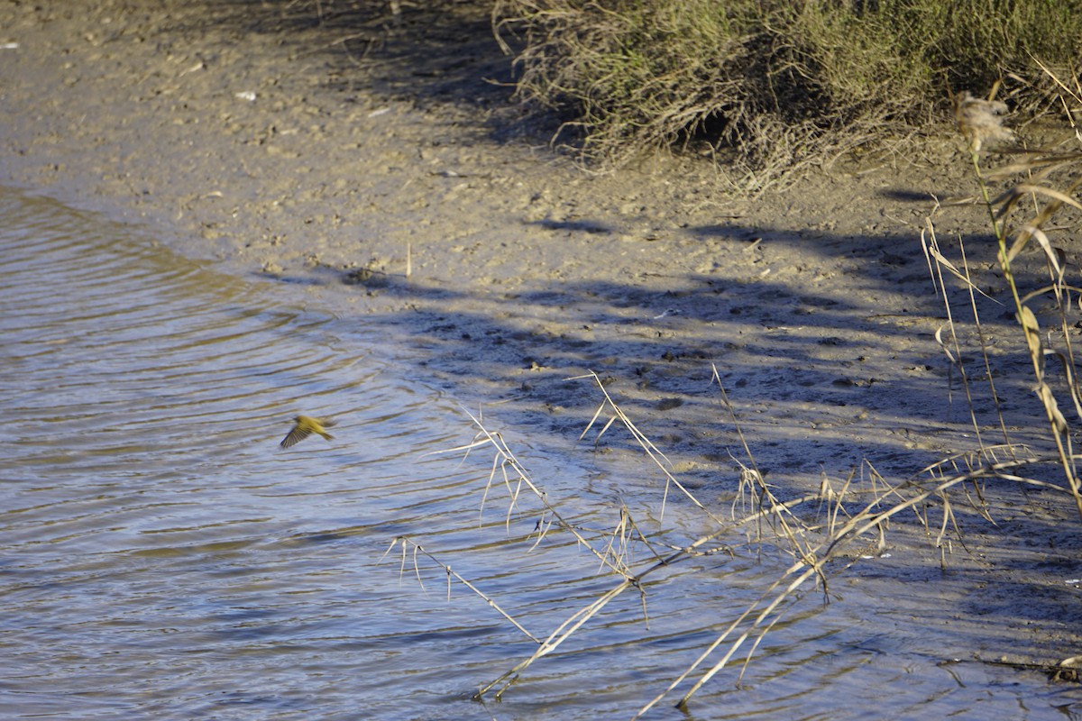 Common Firecrest - ML646137074