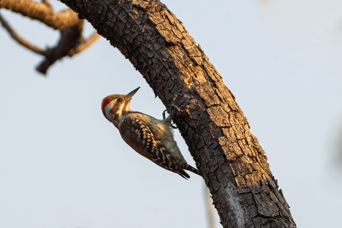 Brown-backed Woodpecker - ML646137075