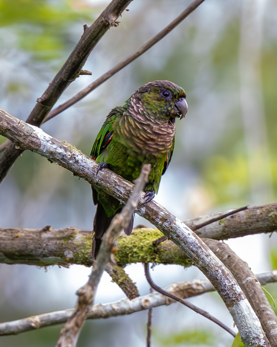 Maroon-tailed Parakeet - ML646137076