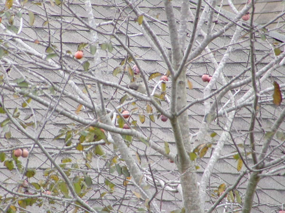 Northern Mockingbird - ML646137077