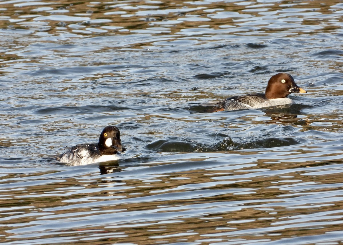 Common Goldeneye - ML646137078