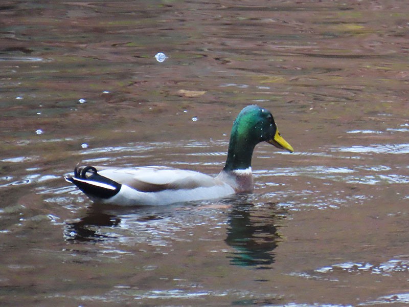 Mallard - ML646137079