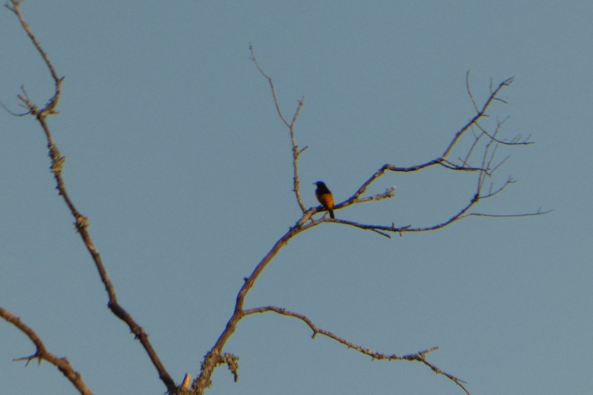 Baltimore Oriole - ML646137080