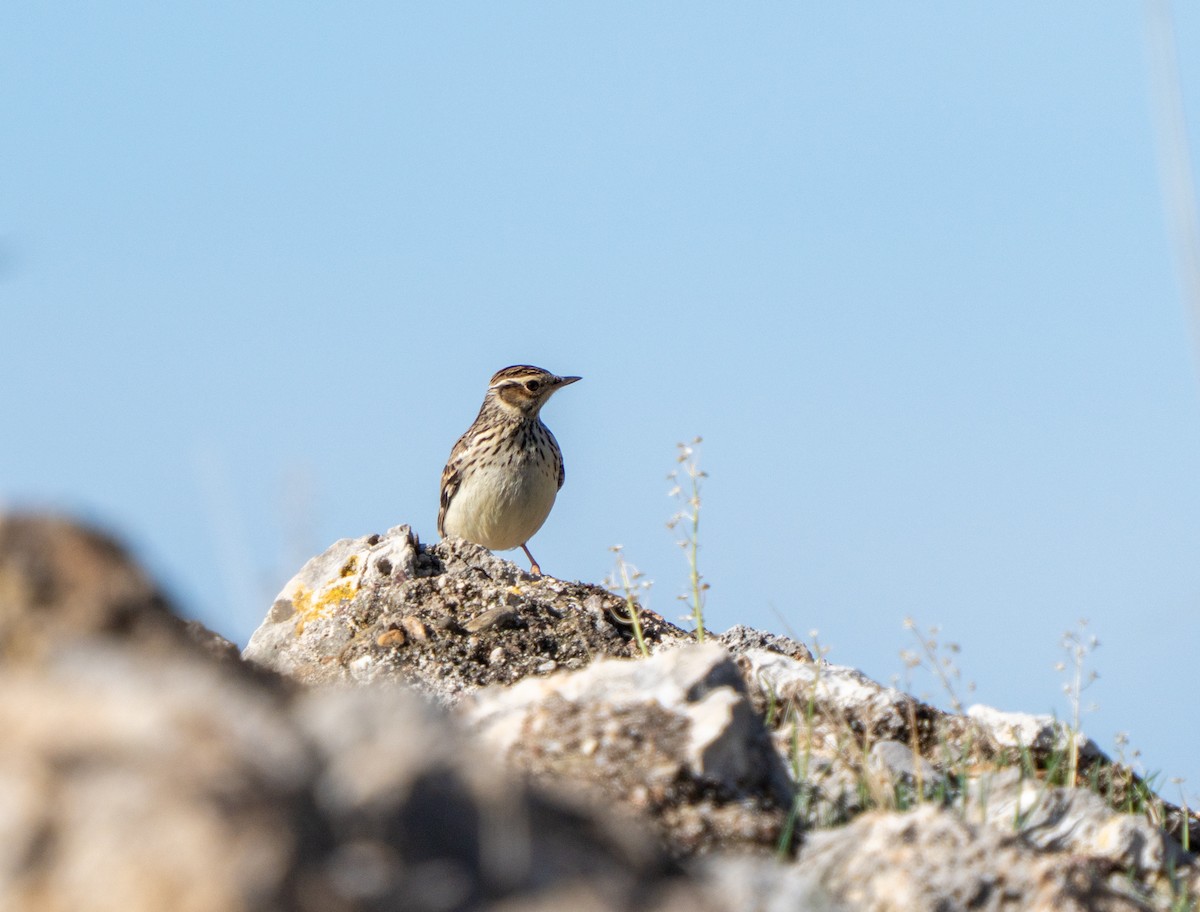 Wood Lark - ML646137081