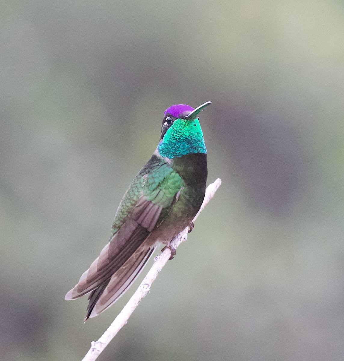 Rivoli's Hummingbird - ML646137082