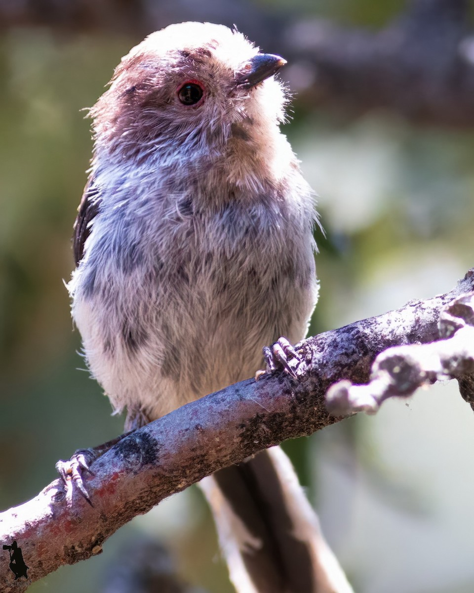 Long-tailed Tit - ML646137083
