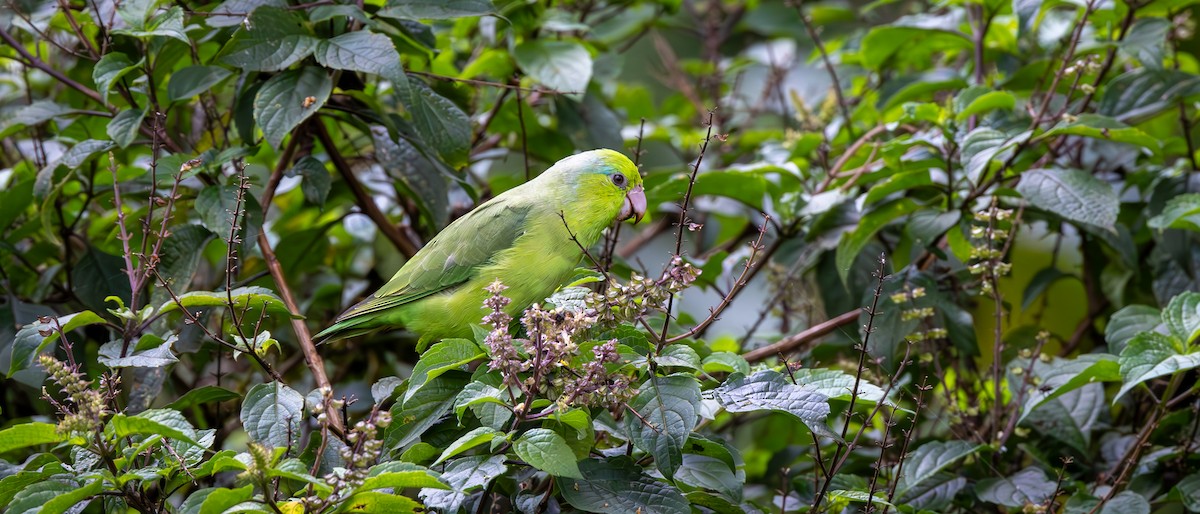 Pacific Parrotlet - ML646137087