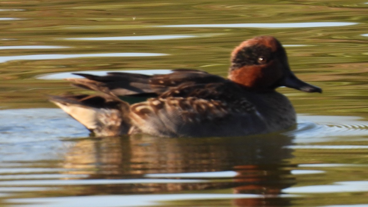 Green-winged Teal - ML646137088