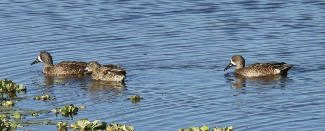 Blue-winged Teal - ML646137089