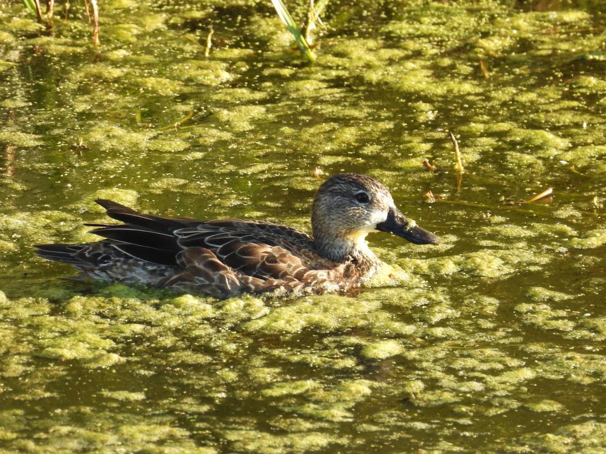 Blue-winged Teal - ML646137090