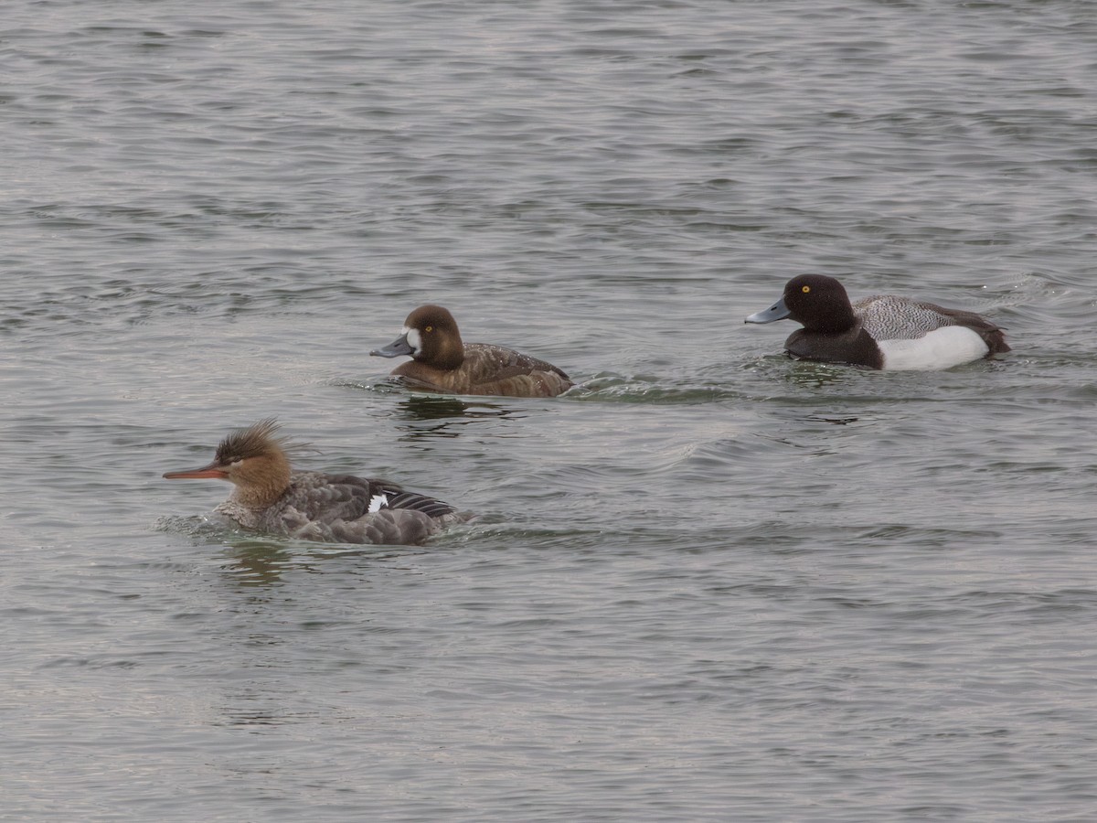 Greater Scaup - ML646137092