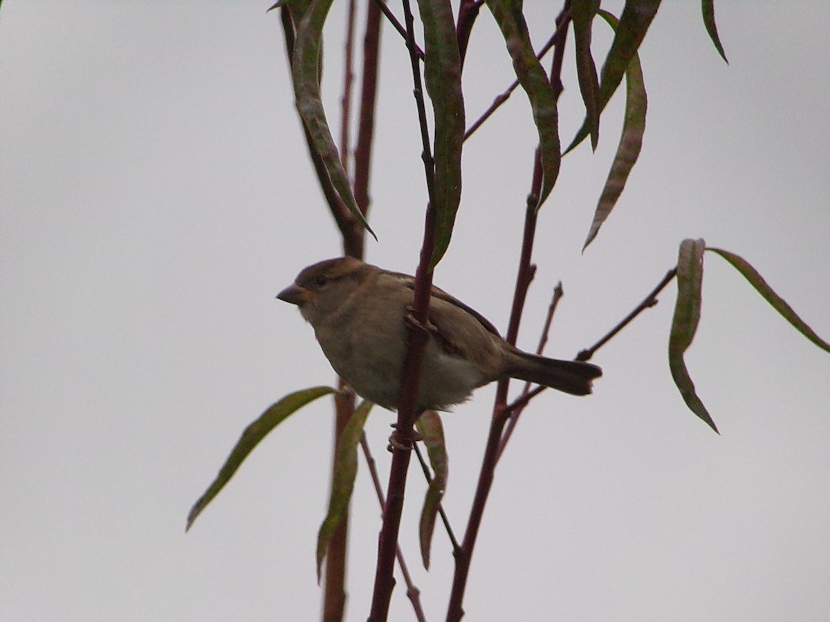 House Sparrow - ML646137093
