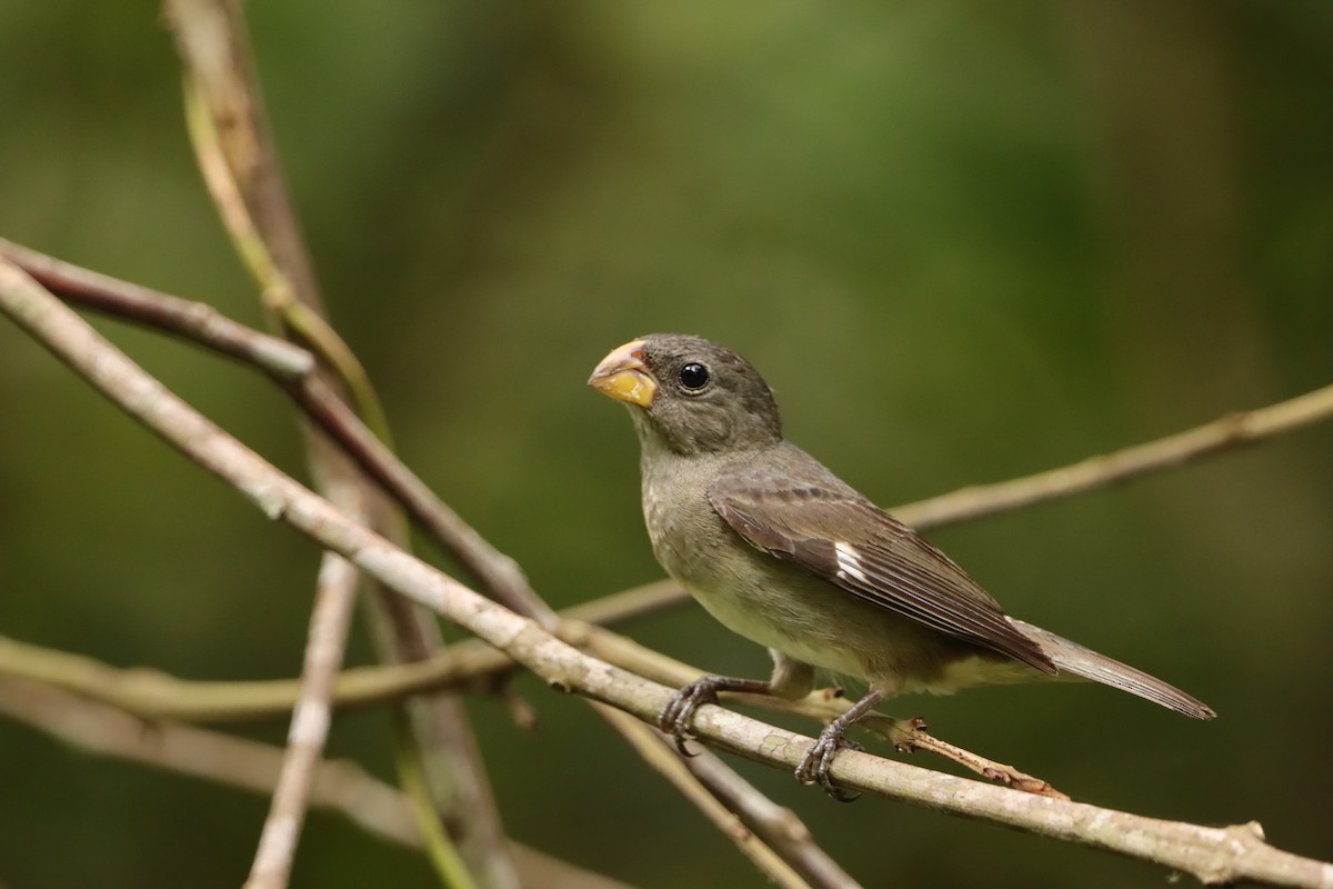 Temminck's Seedeater - ML646137095