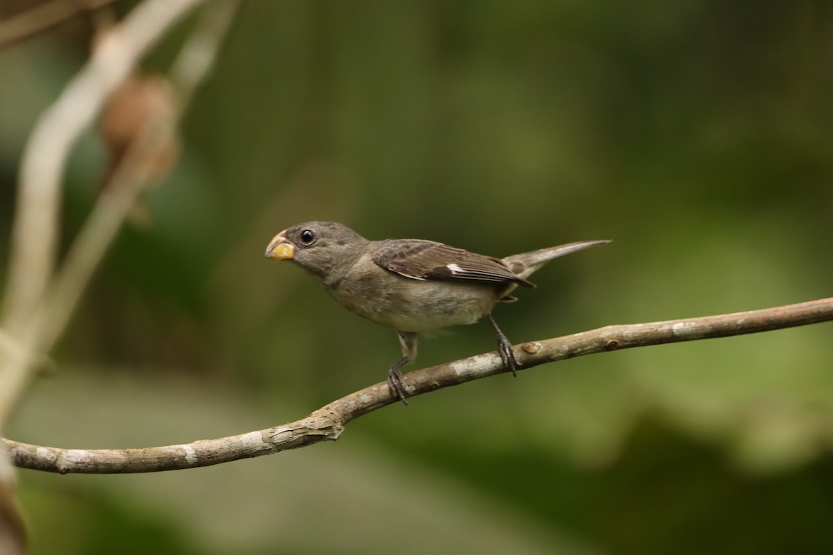 Temminck's Seedeater - ML646137096