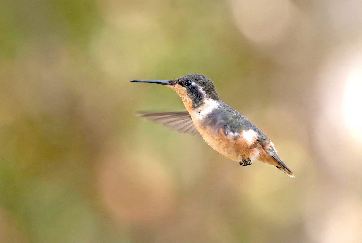 Purple-throated Woodstar - ML646137097