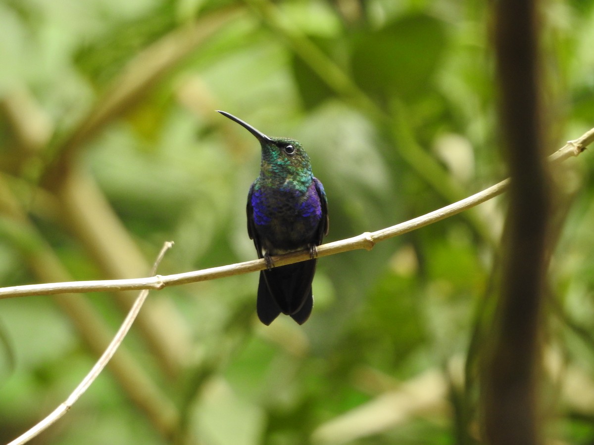 Fork-tailed Woodnymph - ML646137098