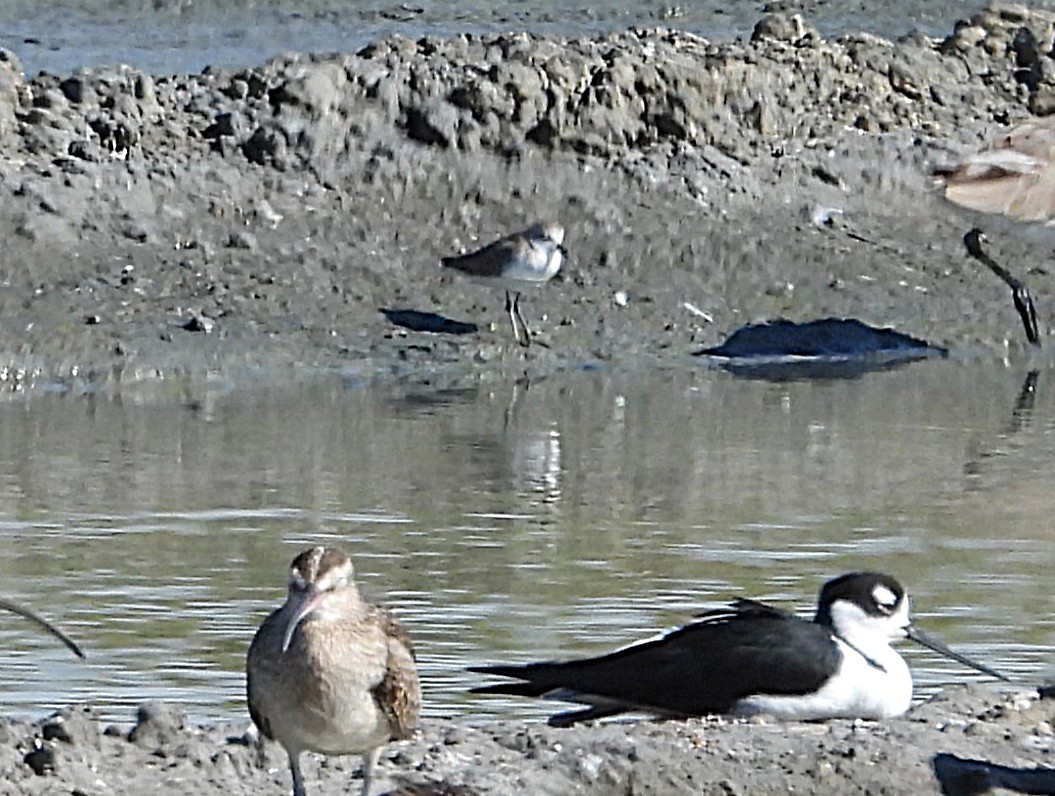 Wilson's Plover - ML646137099