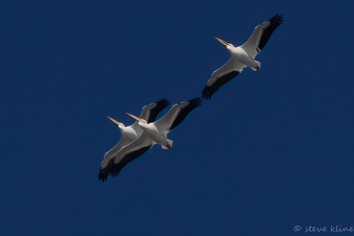 American White Pelican - ML646137100