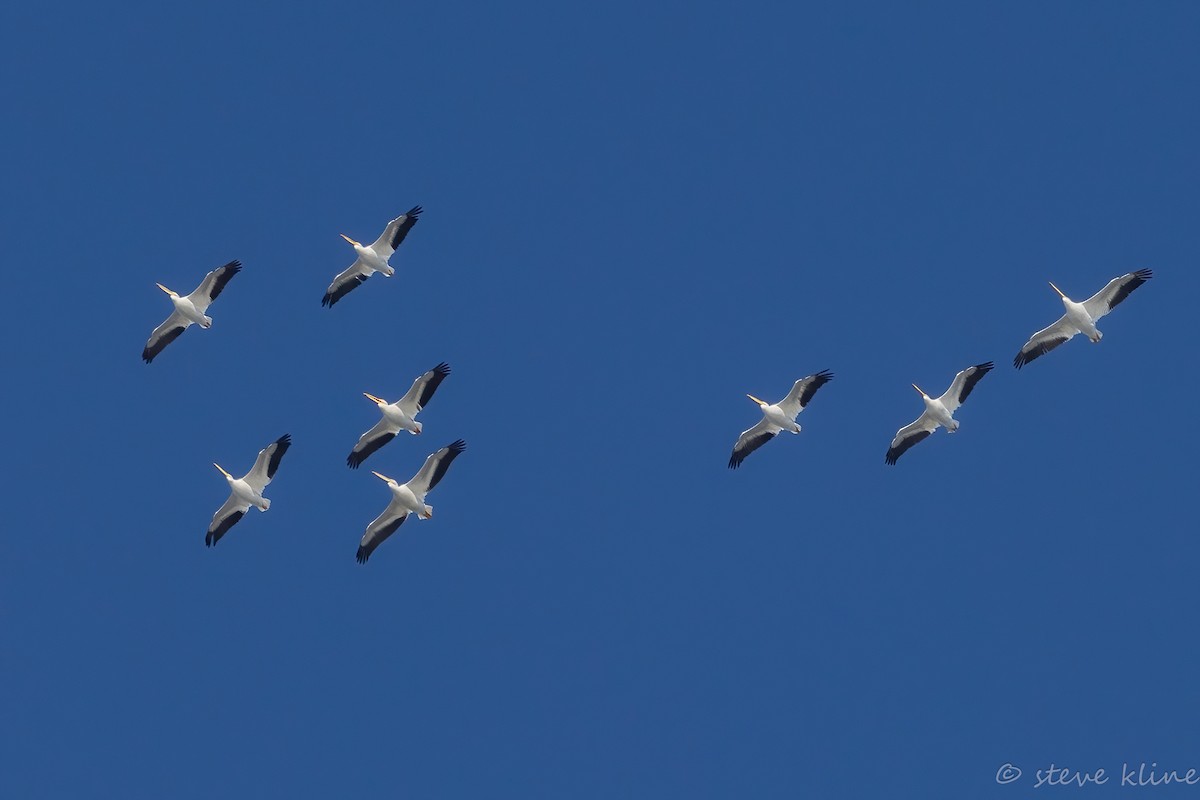American White Pelican - ML646137101