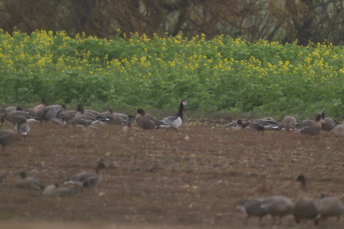 Barnacle Goose - ML646137102