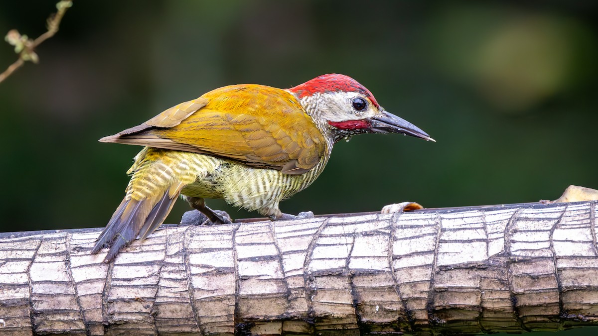 Golden-olive Woodpecker - ML646137104