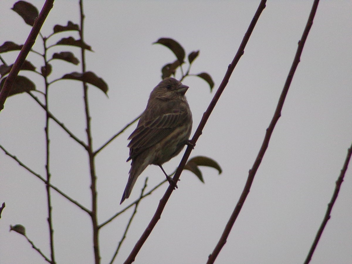 House Finch - ML646137106