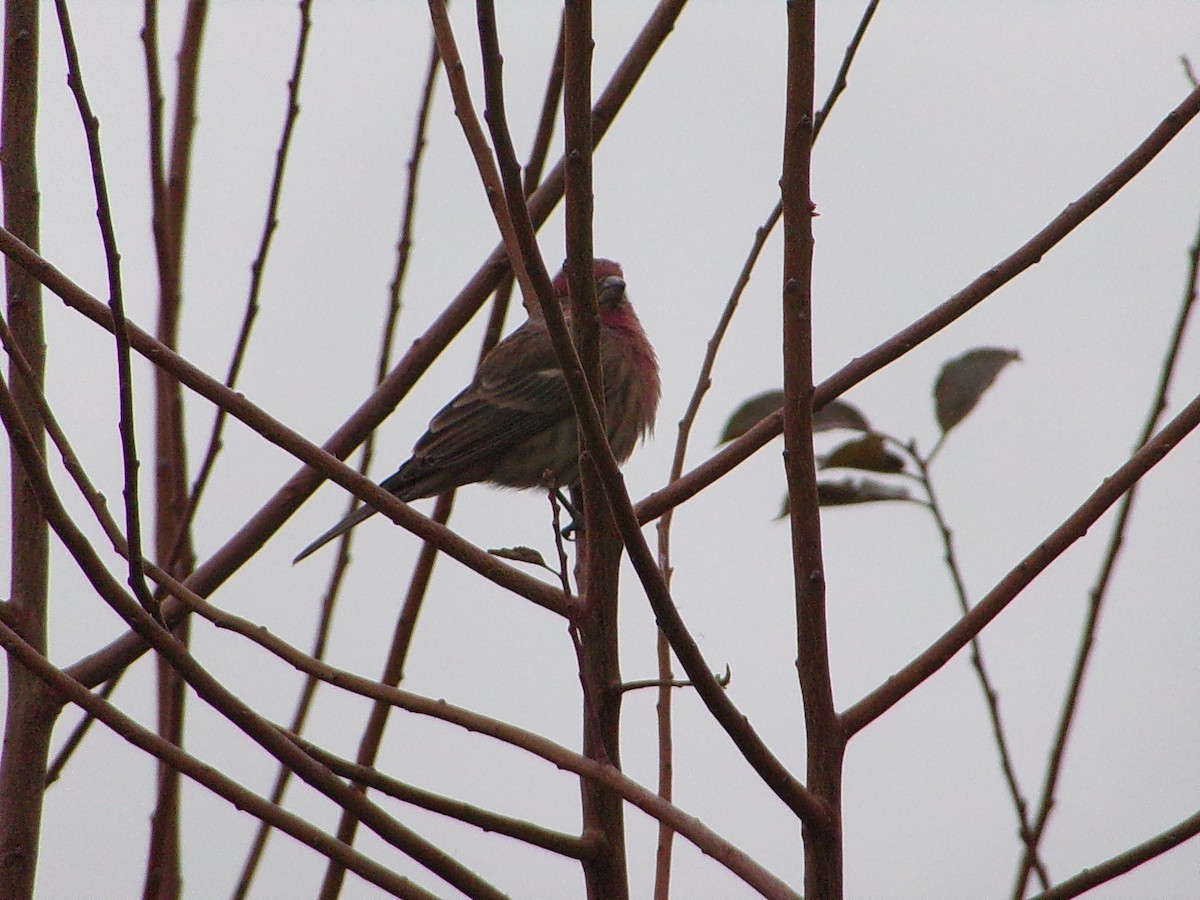 House Finch - ML646137107