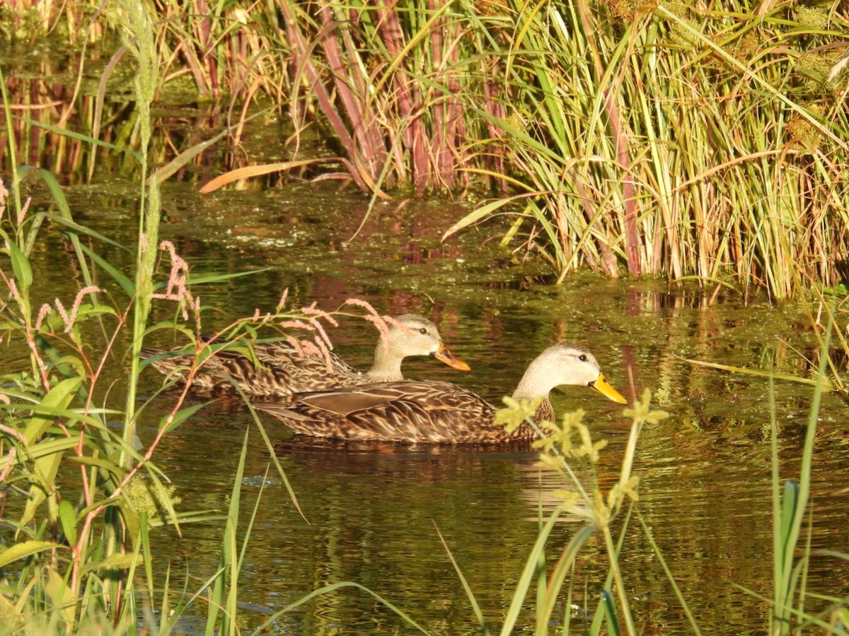 Mottled Duck - ML646137109
