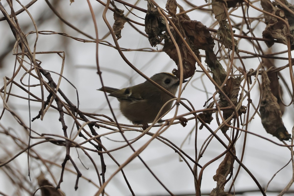 Goldcrest (European) - ML646137114